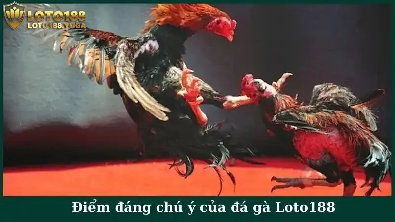 Điểm đáng chú ý của đá gà Loto188