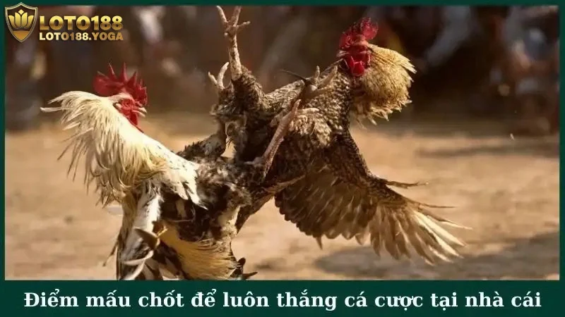 Điểm mấu chốt để luôn thắng cá cược tại nhà cái