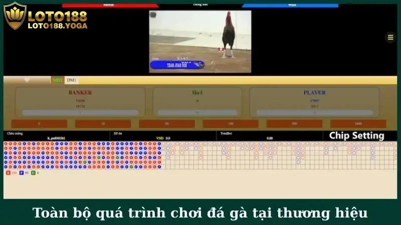 Toàn bộ quá trình chơi đá gà trực tuyến tại thương hiệu